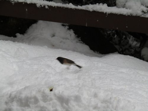 bird in snow